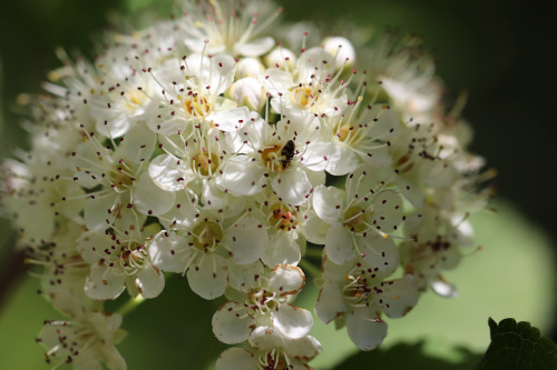 Weissdorn-Blüten